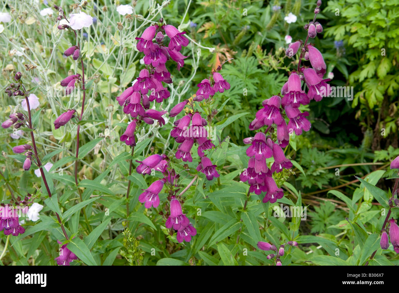 Penstemon scrophulariaceae `Burgundy` Stock Photo